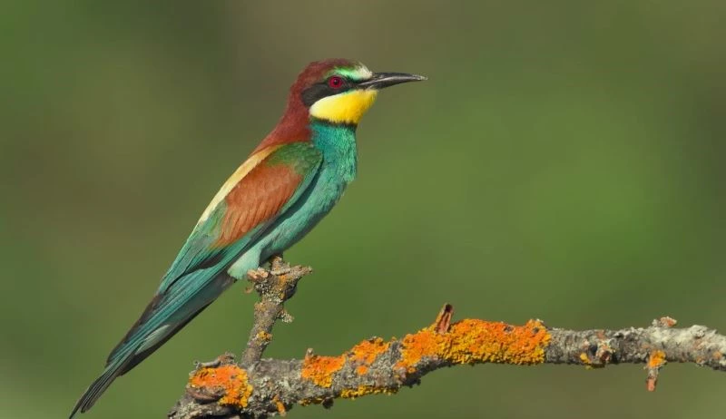 Türkiye dünya sıralamasında 194 gözlem ve 289 kuş türü ile 31’inci sırada yer aldı
