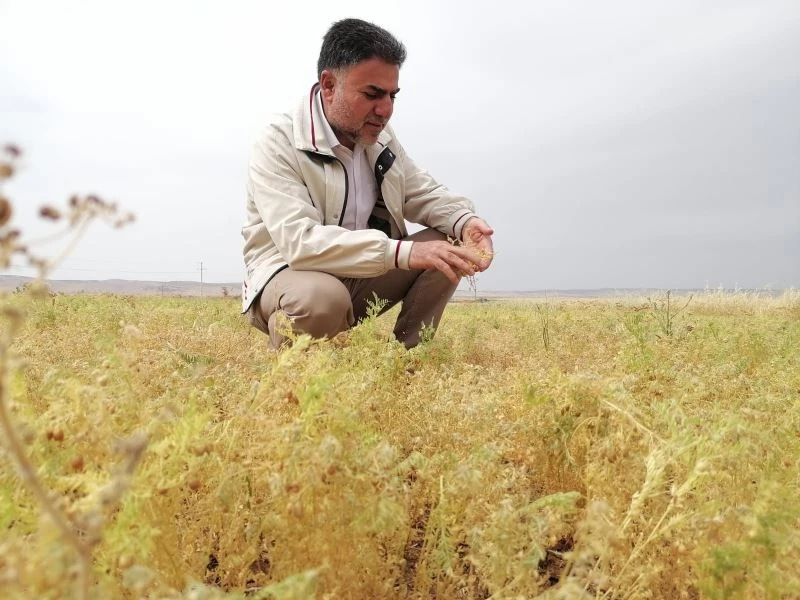 Kuraklık Şırnak’ta da etkisini göstermeye başladı
