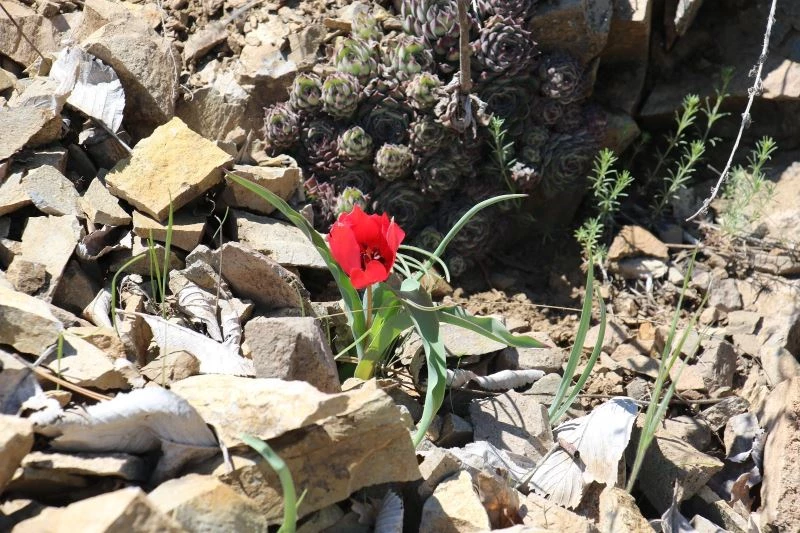 Yılda sadece 15 gün görülen endemik dağ lalesi hayran bırakıyor
