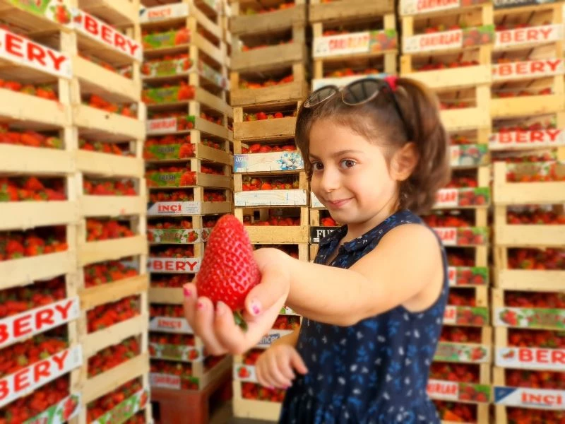 Bursa çileğinde hasat zamanı

