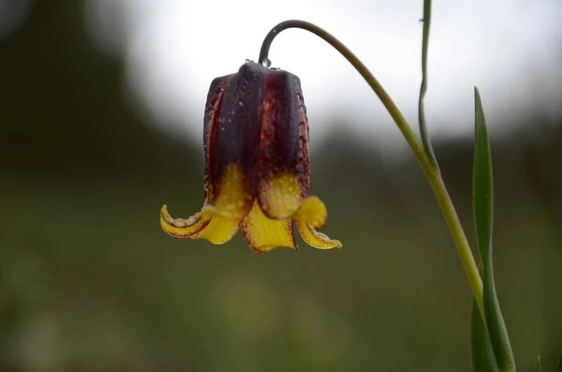 Sarıkamış yaylaları görenleri hayran bırakıyor
