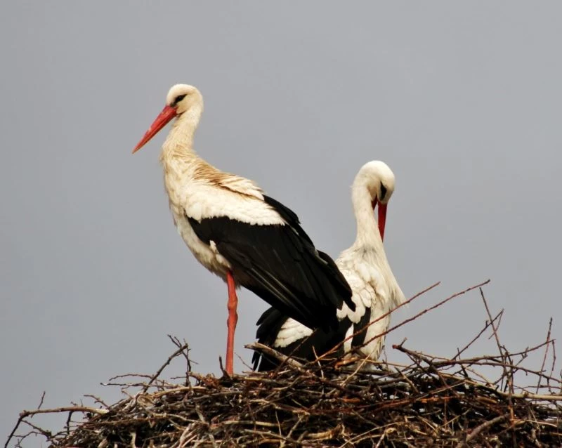 Leylekler minare ve direkleri mesken tuttu
