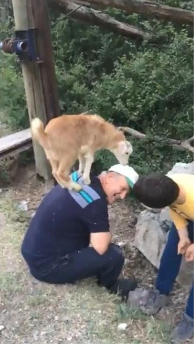 Yavru oğlaklar sahiplerinin omuzlarından inmiyor

