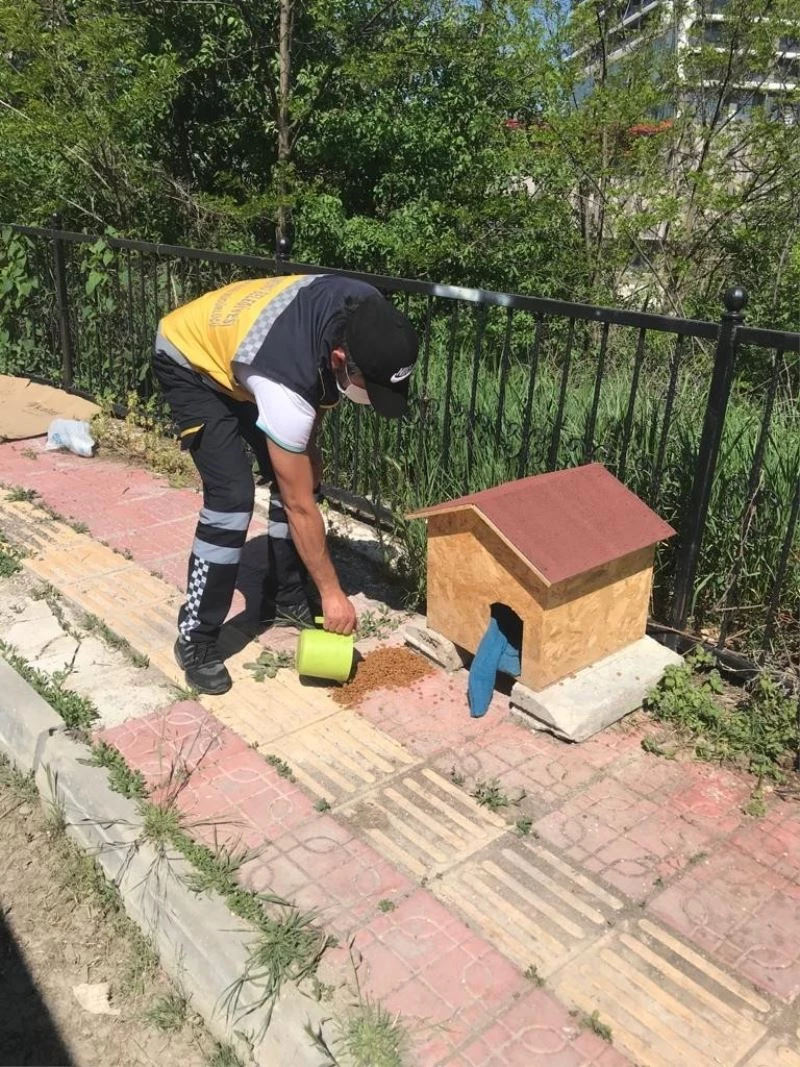 Kastamonu Belediyesi tam kapanma sürecinde sokak havanlarını unutmadı
