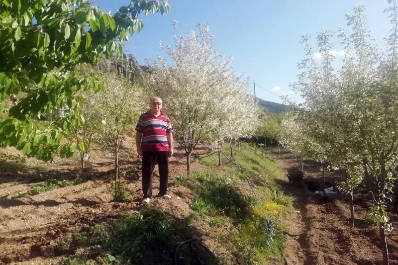 Gümüşhane’de vişne üreticileri sezondan ümitli
