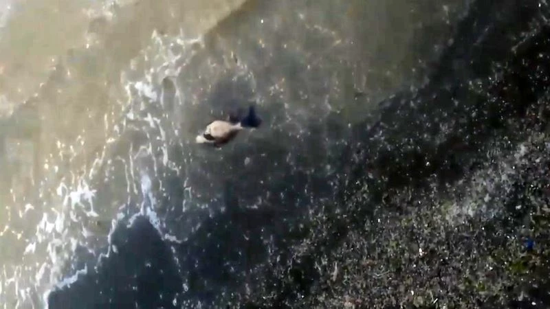 Deniz salyaları sebebiyle yavru yunus sahile vurdu
