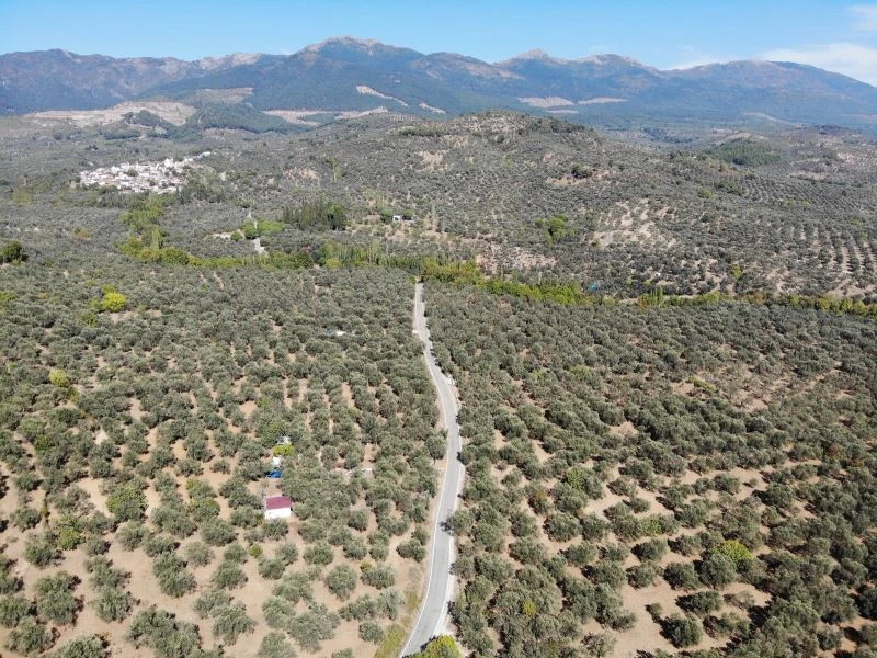 (Özel) Kuraklık ve sıcaklıklar zeytin rekoltesini olumsuz etkileyebilir
