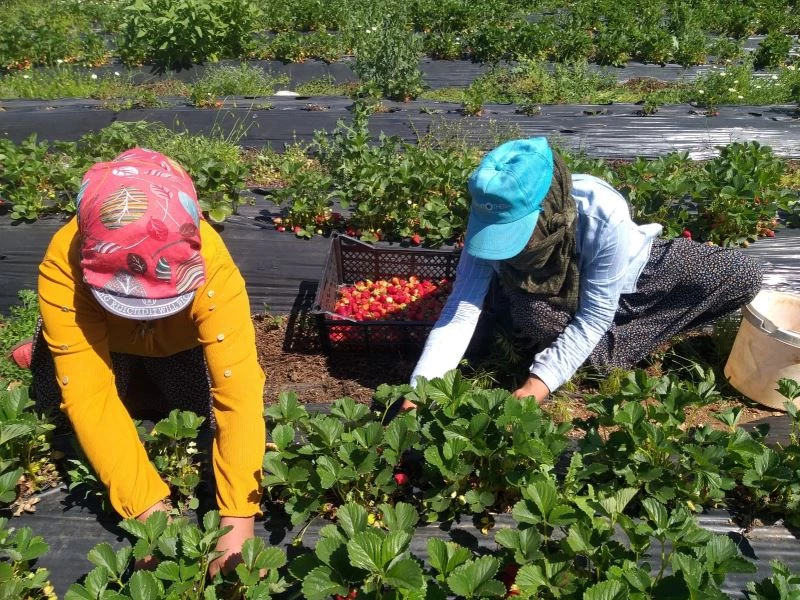 Kahramanmaraş’ta örtü altında yetiştirilen çileğin ilk hasadı yapıldı