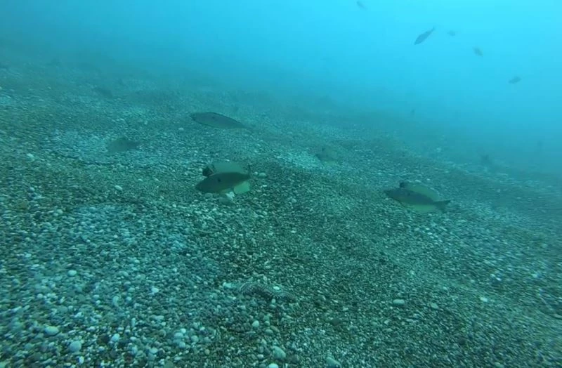 Zehirli deniz çıyanının izmarit balıklarının yumurtalarına saldırması su altı kamerasında
