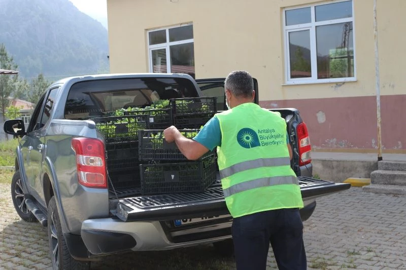 Akseki ve Gündoğmuşlu çiftçiye 90 bin fide dağıtıldı

