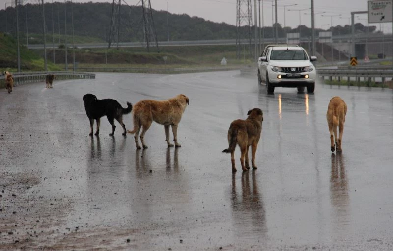 İstanbul’un köpekleri buraya bırakılıyor
