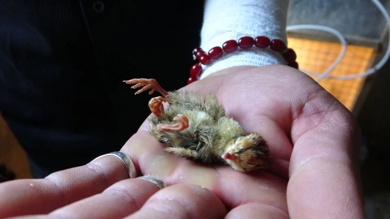 3 ayaklı bıldırcın görenleri şaşırttı
