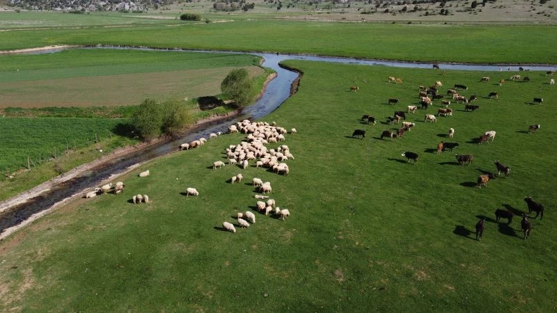 Tam kapanmada besiciler ve çobanlar yaylalarda mesaide
