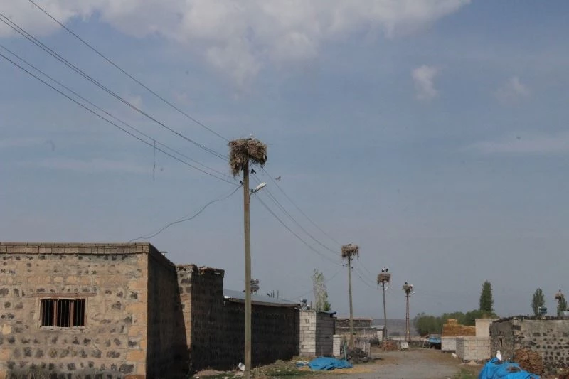 Leylekler bu köyü mesken edindi

