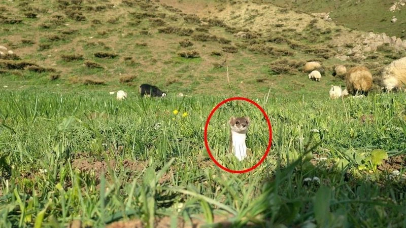 Yüksekova’da yarısı kahverengi yarısı beyaz gelincik görüntülendi
