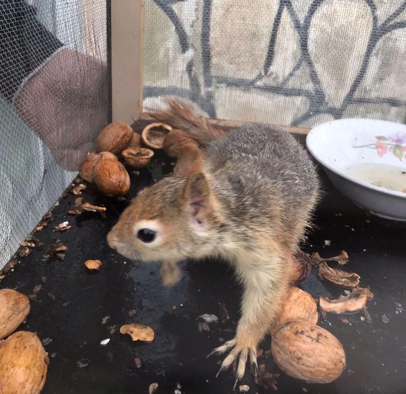 Tedavileri tamamlanan sincaplar doğaya bırakıldı

