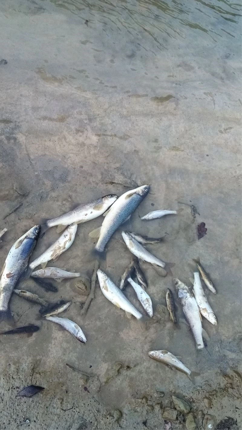 Deredeki balıklar telef oldu