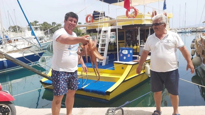 Tam kapanma deniz canlılarına yaradı
