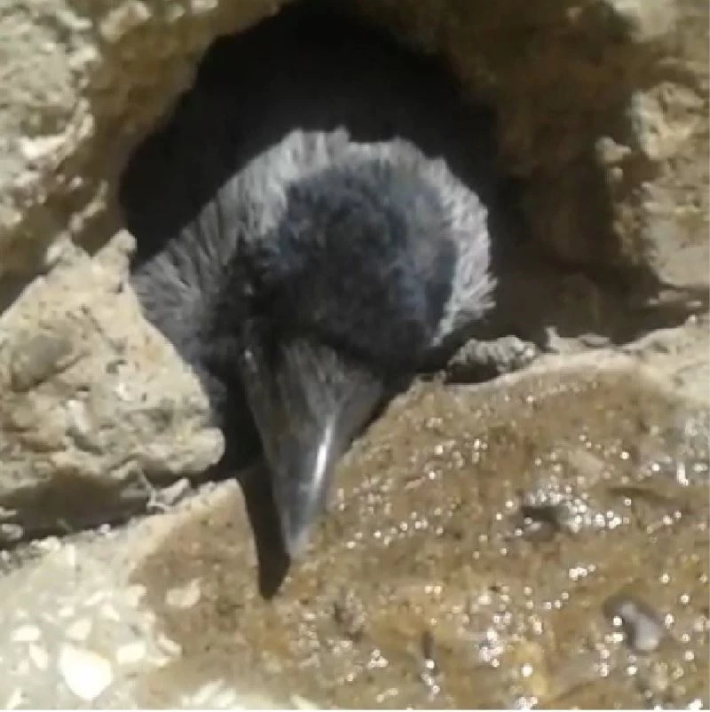 Kediden kaçan karga su giderine sıkıştı, itfaiye kurtardı
