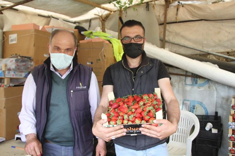 Tam kapanmanın dördüncü gününde ilk çilek hasadı
