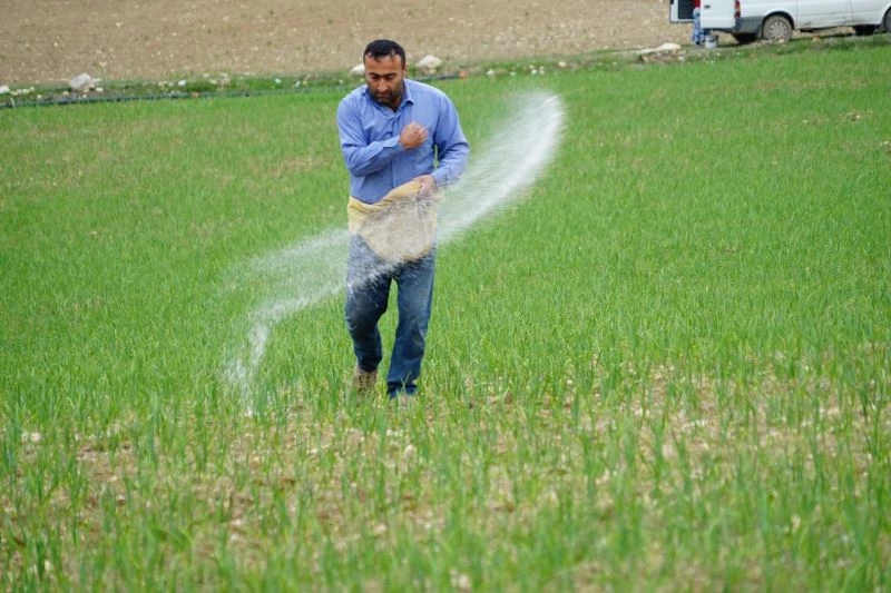 Kar yağışı Taşköprü sarımsağına ilaç oldu
