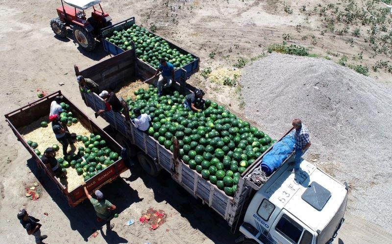 Tescilli Adana karpuzunda hasat coşkusu