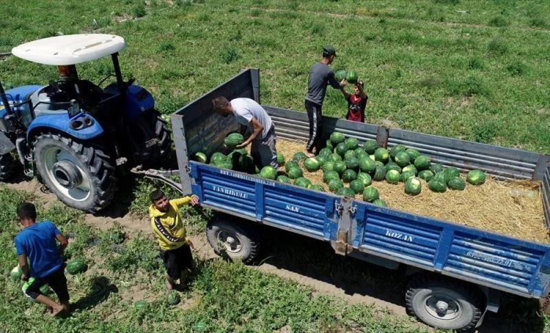 Hasadına başlanan Adana karpuzu fiyatıyla üreticisini sevindirdi