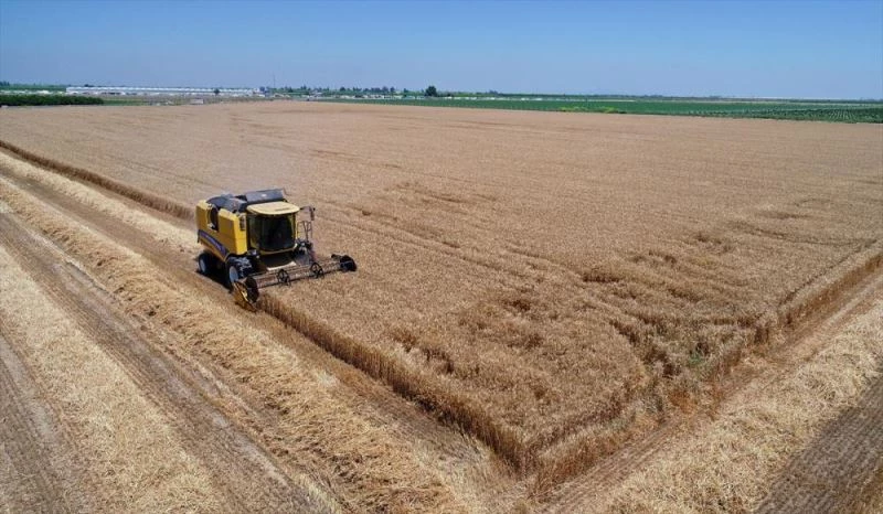 Çukurova çiftçisi, hasadı süren buğdayın verimi ve fiyatından memnun
