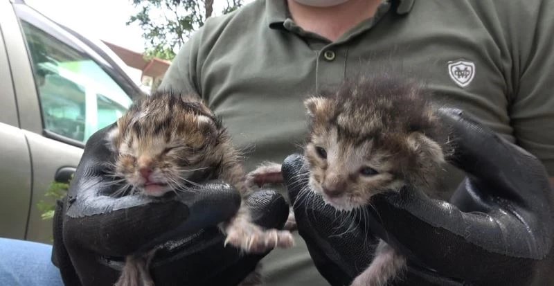 Bulduklarında açlıktan ölmek üzereydi, yavru kediye esnaf sahip çıktı
