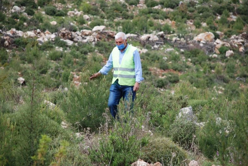 (Özel) Fidanların dedesi
