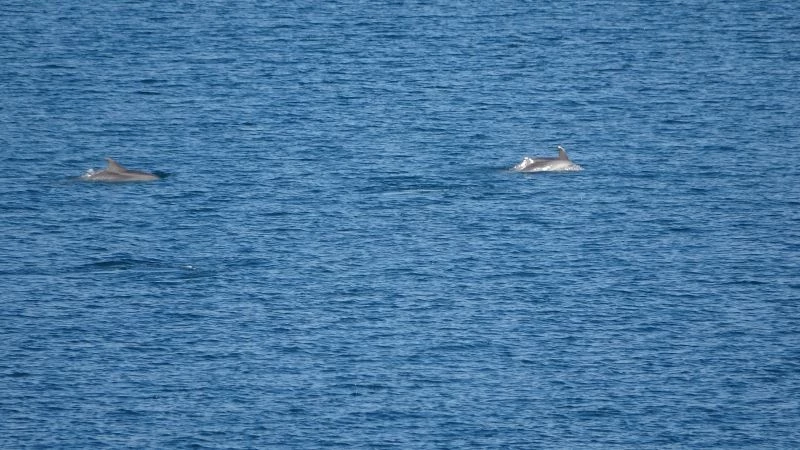 Çanakkale Boğazı’nda yunus balıklarının şovu
