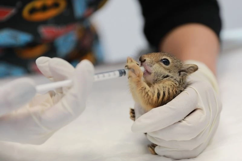 Ölmek üzereyken bulunan yavru sincaplar hayata tutundu
