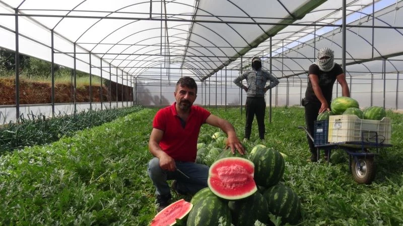 Karpuz üreticisi fiyattan memnun, ham kırımdan şikayetçi
