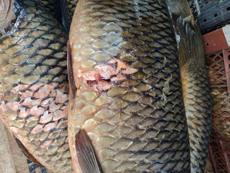 Eğirdir Gölü’nde kaçak avcılığa 5 bin 455 lira ceza
