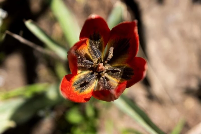 Bu çiçeği koparan yandı, cezası 80 bin 460 TL
