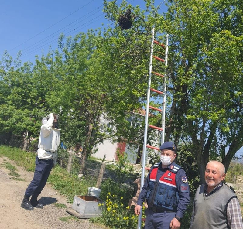 Yaşlı adamın oğul veren arılarını jandarma indirdi
