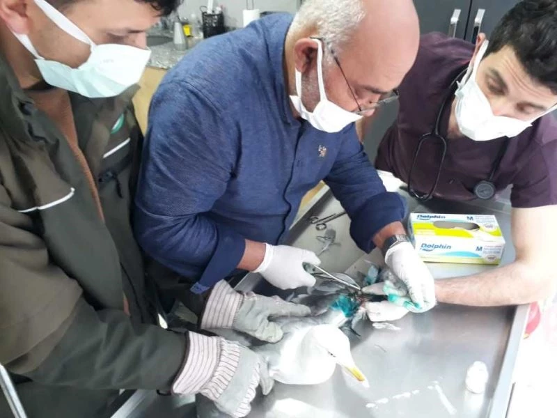 Çocukların dikkati yaralı martıyı kurtardı
