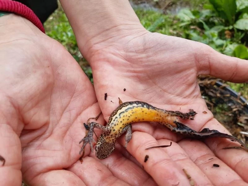 Kuzey şeritli semender izleme çalışmaları başladı
