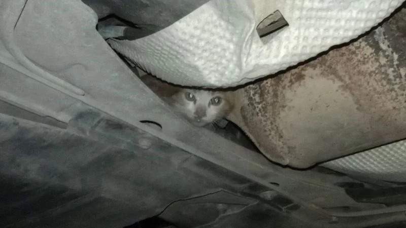 İnatçı kedi herkesi yıldırdı
