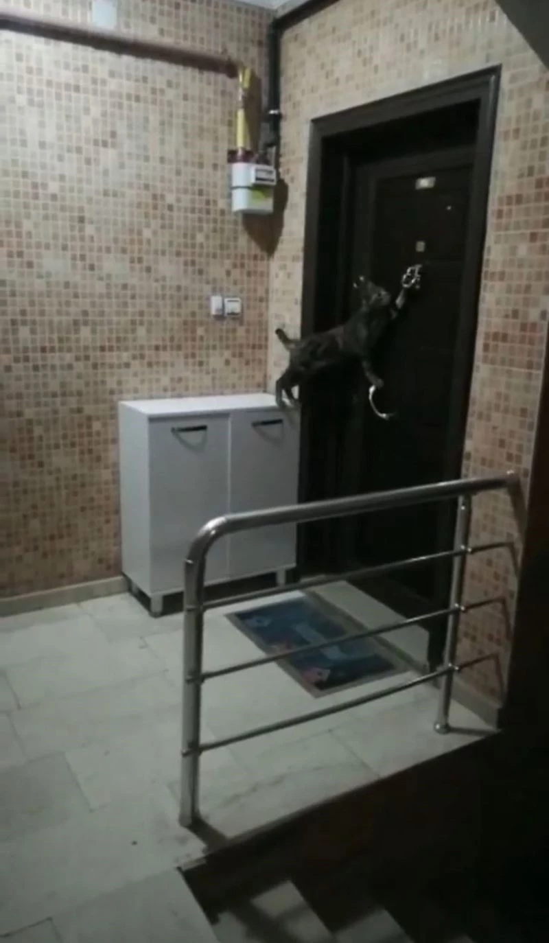 Kapının tokmağını çalan kedi gülümsetiyor

