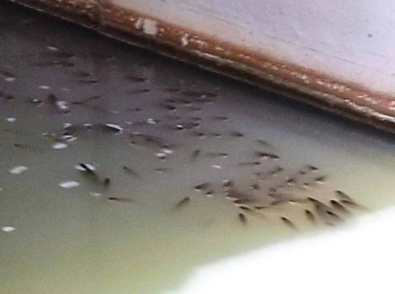 Tekirdağ’da deredeki balık ölümleri tedirgin ediyor
