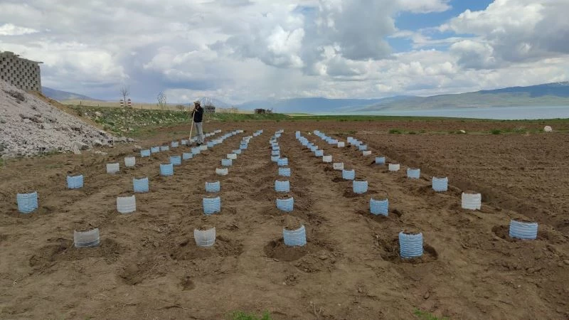 Vanlı çiftçi, 100 adet pet bidonla sera kurdu
