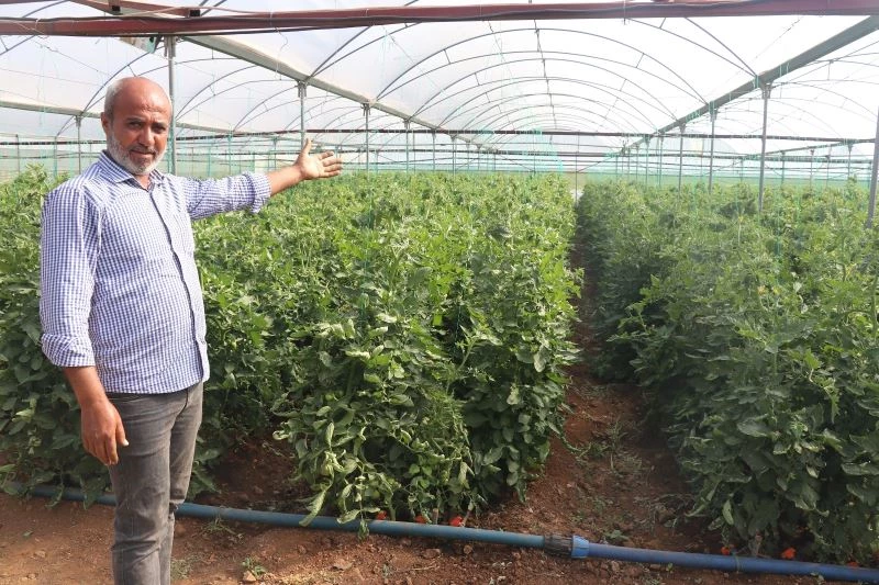Kurduğu sera ilçenin domates ihtiyacının yüzde 15’ini karşılıyor
