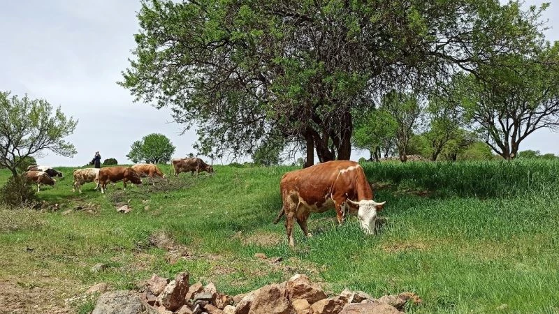 Baharın gelişiyle meralar hayvanlarla süslendi
