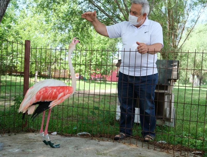 (Özel) Ayağı yanan flamingoya protez bacak yaptı
