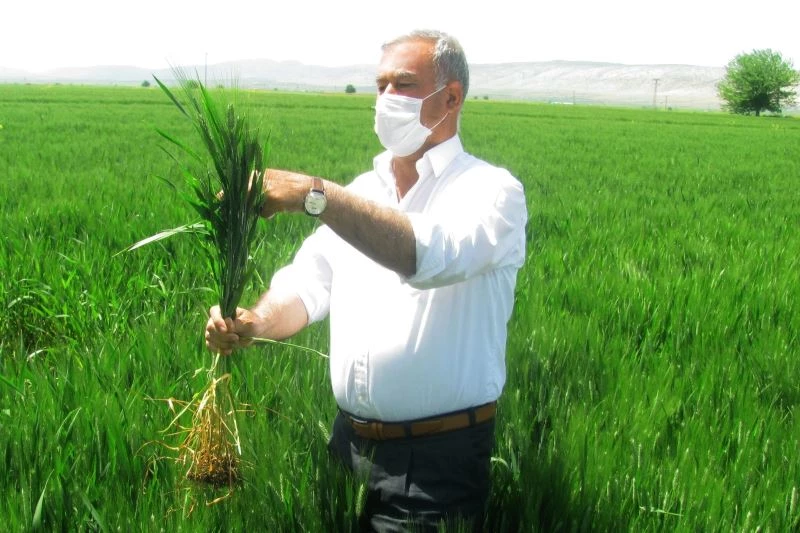 Araban’da firik hasadı başladı
