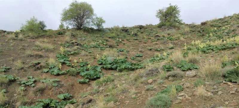 Adeta kanser savaşçısı doğada kendiliğinden yetişiyor faydası saymakla bitmiyor

