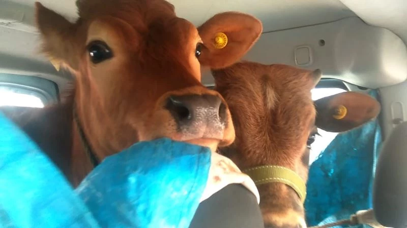 2 düveyi aracının arka koltuğunda yaylaya böyle götürdü
