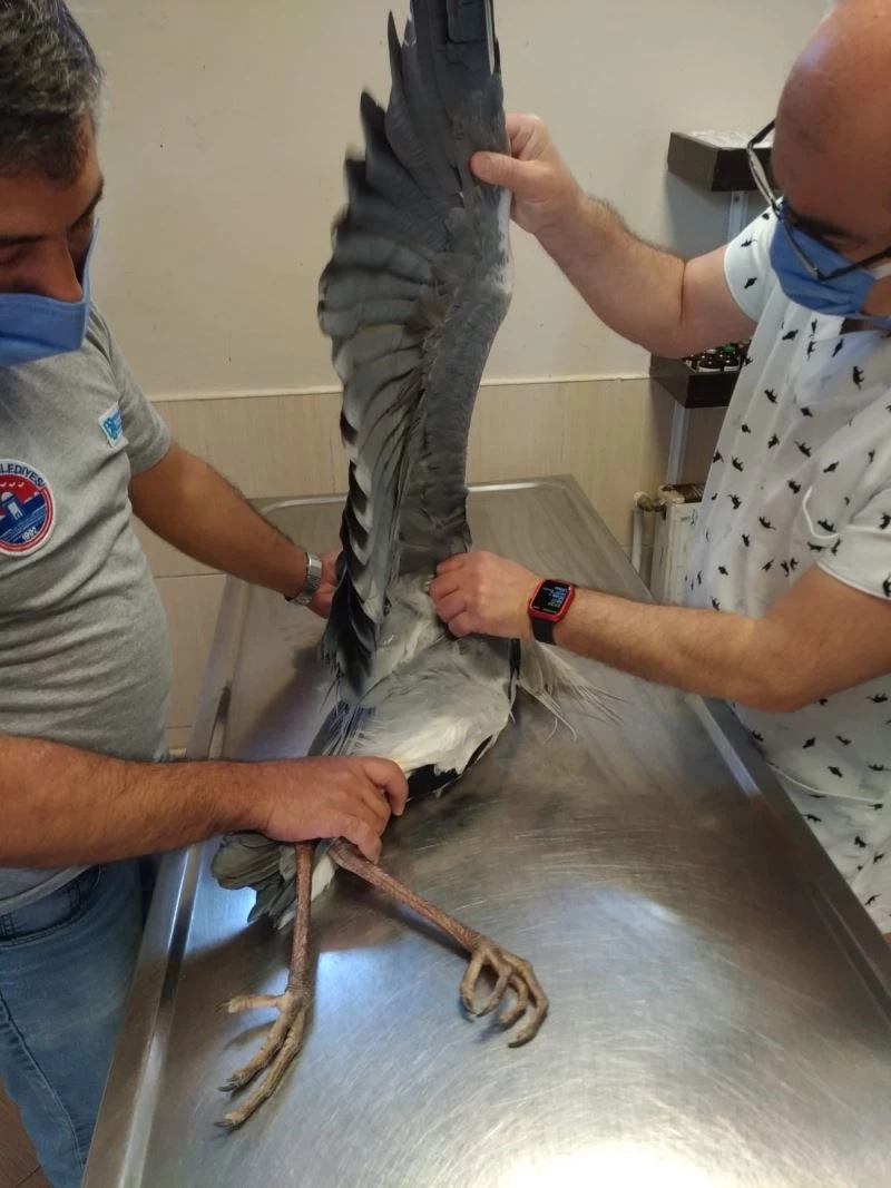 Maltepe’de yaralı turnaya anında müdahale
