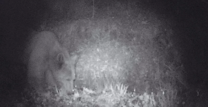 Bilecik’te su içen boz ayı foto kapanla görüntülendi
